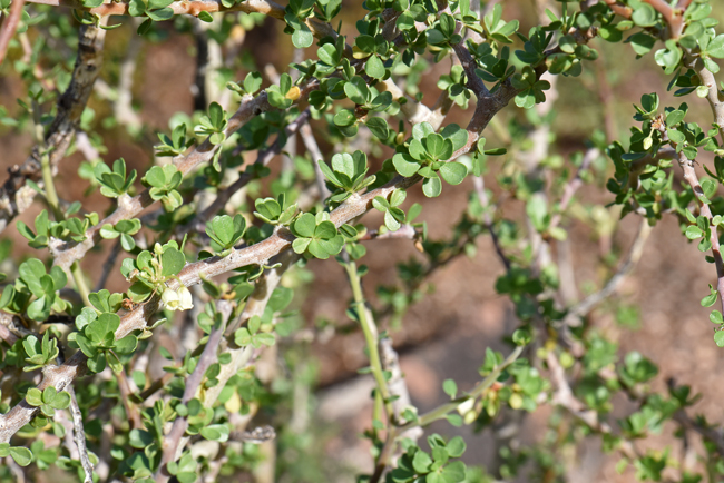 Physicnut or Limberbush has green leaves, alternate, simple and deciduous. The plants are actually without leaves for most of the year. The leaves are fascicles on short shoots and the leaf shape is obovate-spatulate. Jatropha cuneata 